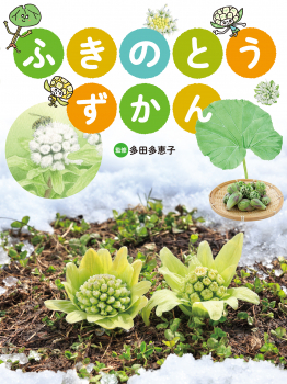 ふきのとう ずかん