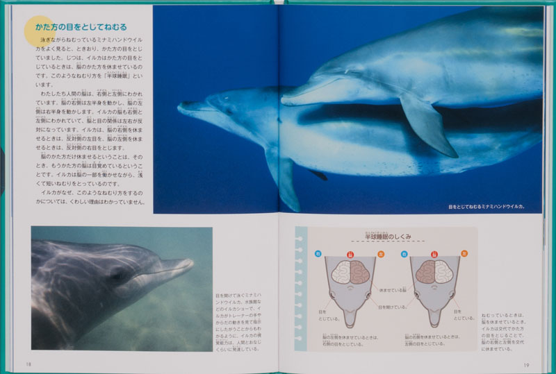 イルカのねむり方 調べてみよう 生きもののふしぎ 幸島司郎 関口雄祐 金の星社