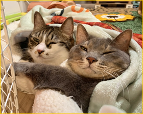 ネコちゃん写真3