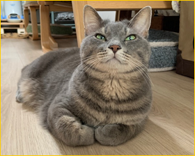 ネコちゃん写真4