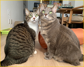 ネコちゃん写真5